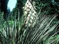 Yucca glauca Image 1