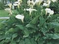 Zantedeschia aethiopica Image 1