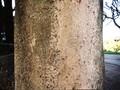 Zelkova serrata Image 5