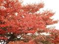 Zelkova keaki Image 1