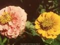 Zinnia elegans Image 1