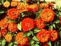Zinnia elegans Dashes Orange Image 1