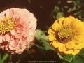 Zinnia gracillima Image 1