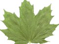 Acer platanoides Image 3