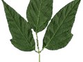 Acer negundo Image 2