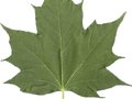 Acer platanoides Columnare Image 2