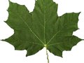 Acer platanoides Emerald Queen Image 2
