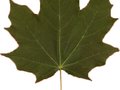 Acer platanoides Summershade Image 3