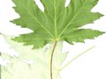 Acer saccharinum Pyramidale Image 2