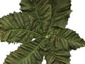 Aesculus carnea Image 4