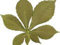 Aesculus hippocastanum Baumannii Image 5