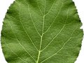 Alnus cordata Image 2