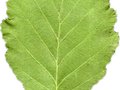 Alnus glutinosa Image 2