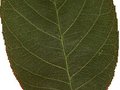 Amelanchier canadensis Image 6