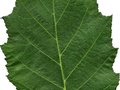 Betula nigra Image 3