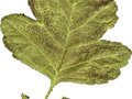 Crataegus oxyacantha Image 2