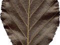 Fagus sylvatica Purpurea Grp Image 3
