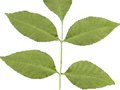Fraxinus americana Image 3