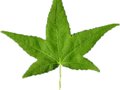 Liquidambar styraciflua Image 4