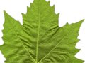 Platanus acerifolia Image 3