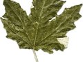 Populus alba Bolleana Image 3