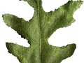 Quercus cerris Image 3