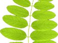 Robinia pseudoacacia Frisia Image 3