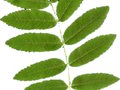 Sorbus aucuparia Image 4