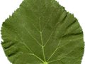 Tilia cordata Greenspire Image 4