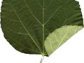 Tilia petiolaris Image 3