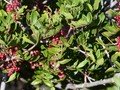 Pistacia lentiscus Image 1