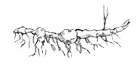 Système rhizomateux Système rhizomateux