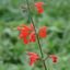 Plante annuelle (186)